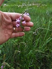 Physostegia intermedia