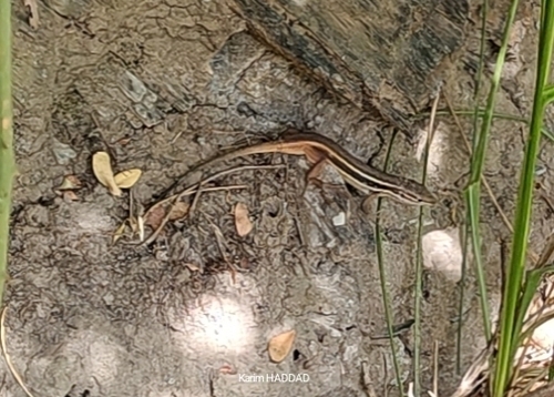 Large Psammodromus
