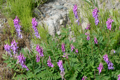 Hedysarum hedysaroides, photograph (c) Fyodor Pudovikov, some rights reserved (CC BY)