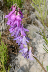 Hedysarum hedysaroides, photograph (c) Fyodor Pudovikov, some rights reserved (CC BY)