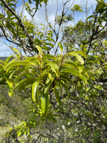Santalum freycinetianum observed 2026-07-13