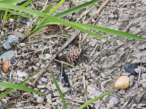 Spotted Lanternfly