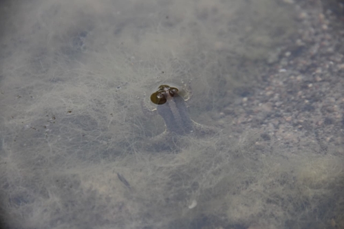 Occidozyga lima observed 2026-07-17