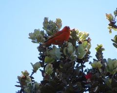 Loxops coccineus