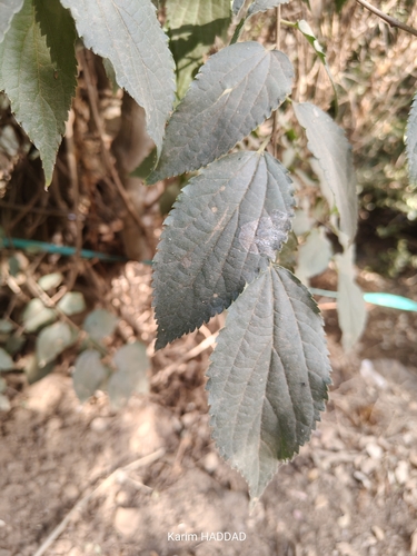Nettle tree