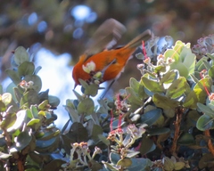 Loxops coccineus