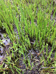 Juncus phaeocephalus