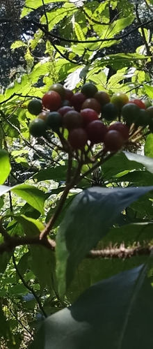 Solanum pubigerum