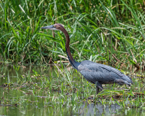 iNaturalist image