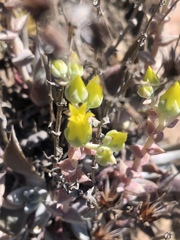 Dudleya verityi