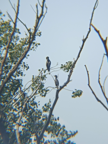 Great Cormorant