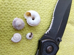Oreohelix concentrata