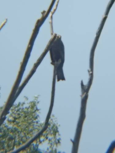Black Kite