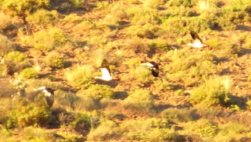 iNaturalist image