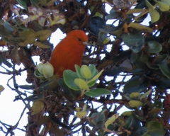 Loxops coccineus