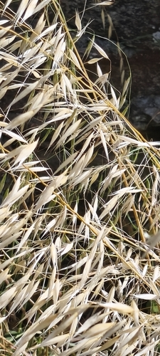 Avena barbata, photograph 6