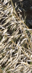 Avena barbata, photograph (c) Jose Castro, some rights reserved (CC BY)