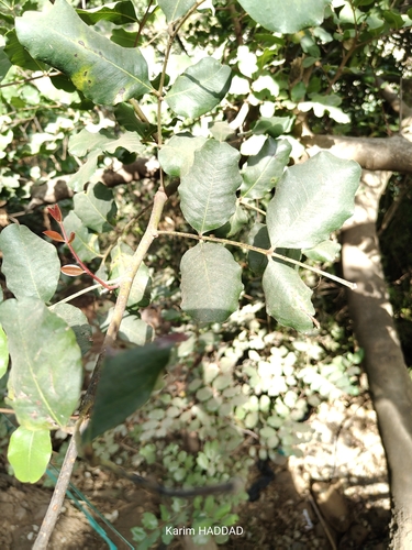 carob tree