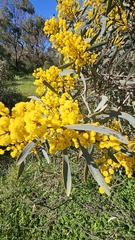 Acacia notabilis, photograph (c) Rosalie Lawrence, some rights reserved (CC BY)