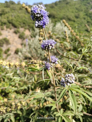Lilac chaste tree