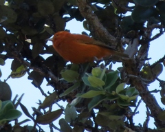 Loxops coccineus
