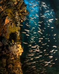 Trachinops caudimaculatus