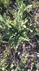Verbascum undulatum