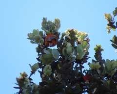 Loxops coccineus