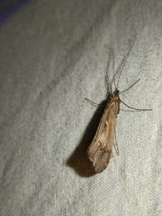 Glyphopsyche irrorata