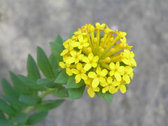 Stellera chamaejasme