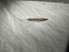 Glyphopsyche irrorata