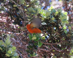 Loxops coccineus