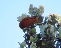 Loxops coccineus
