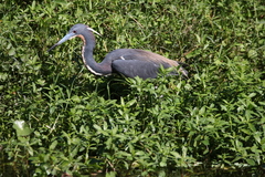 Egretta tricolor image