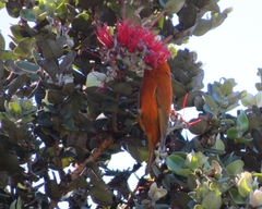 Loxops coccineus