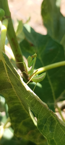 Transcaucasian Giant Mantis