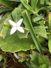 Diodia