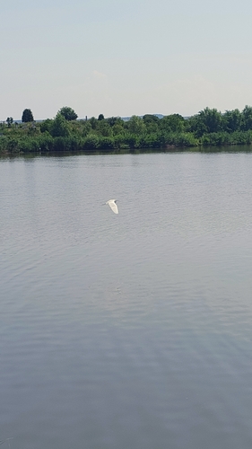 Little Egret