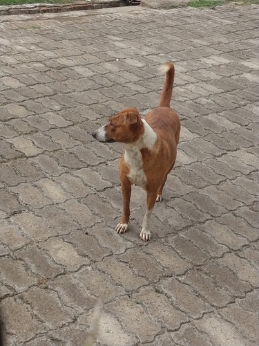 Domestic Dog observed by prof_bipasha_david_