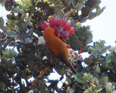 Loxops coccineus
