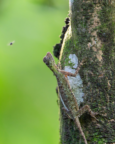 Draco taeniopterus, 2026-05-27