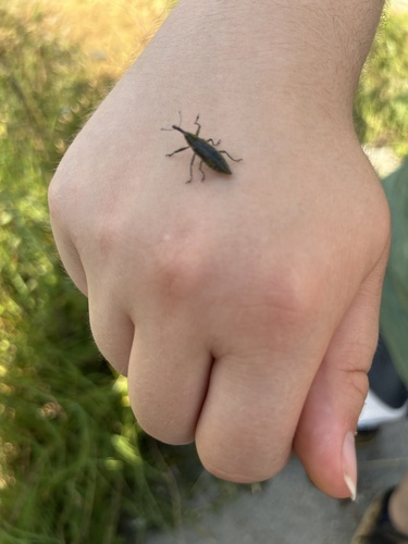 Lixus iridis