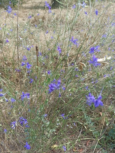Forking Larkspur