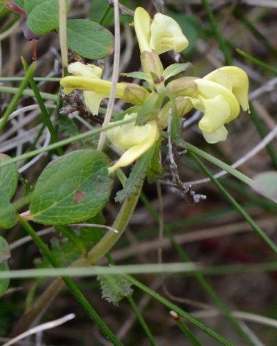 Lapland lousewort (Pedicularis lapponica)