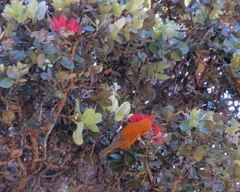 Loxops coccineus