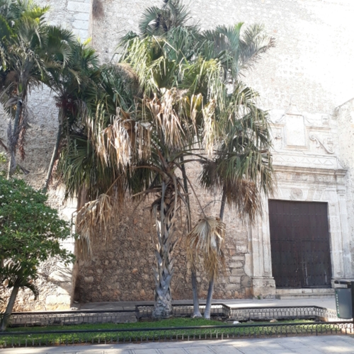 Thatch Palmetto