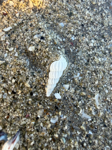 Cirsotrema zelebori observed 2026-07-18
