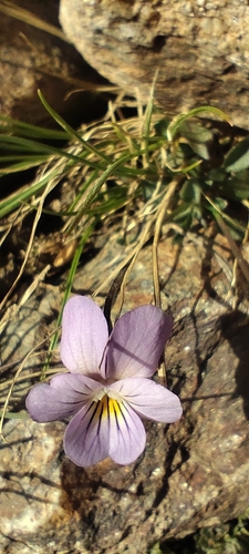 Viola crassiuscula