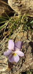 Viola crassiuscula, photograph (c) Santiago Martín-Bravo, some rights reserved (CC BY)