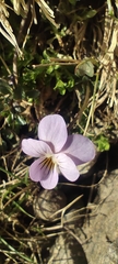 Viola crassiuscula, photograph (c) Santiago Martín-Bravo, some rights reserved (CC BY)